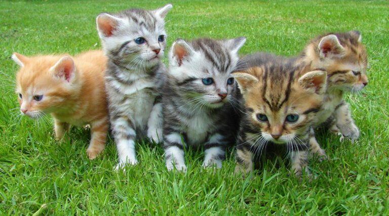 Group Of Kittens On Grass