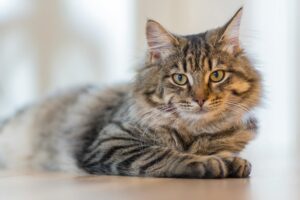 Read more about the article Love Your Cat? Let’s Talk About When to Get That Safety Net