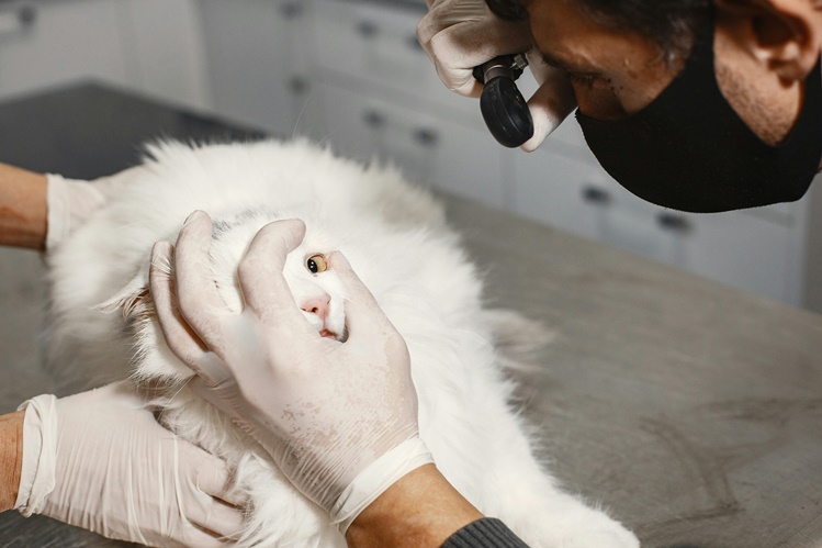 A Vet Checking A White Cat