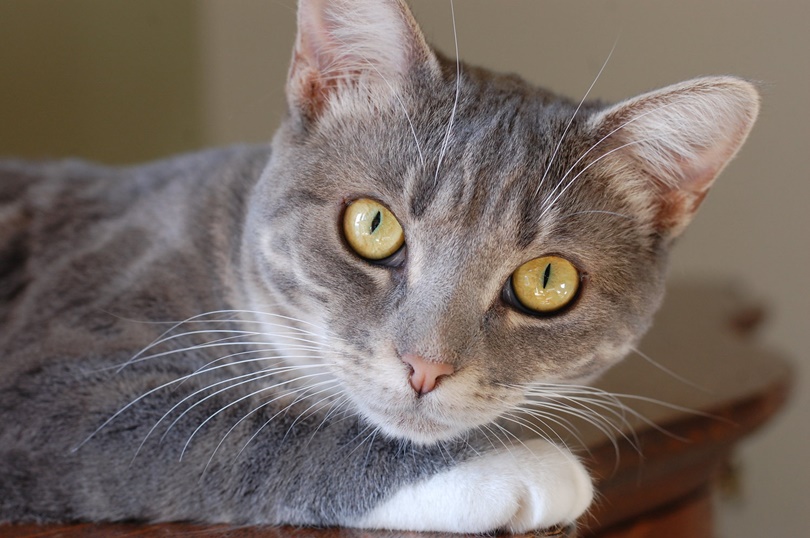 British Tabby Cat Closeup Starring At Camera