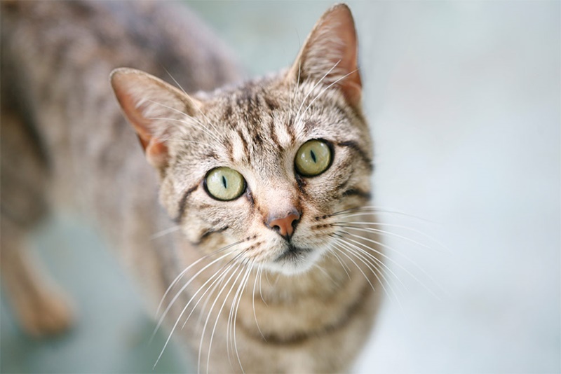 British Ticked Tabby Cat Closeup Starring At Camera