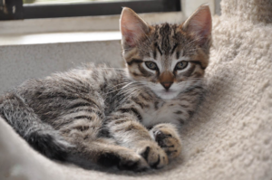 Read more about the article Cat Breed Selection: What You Need to Know Before You Choose Your British Ticked Tabby Cat