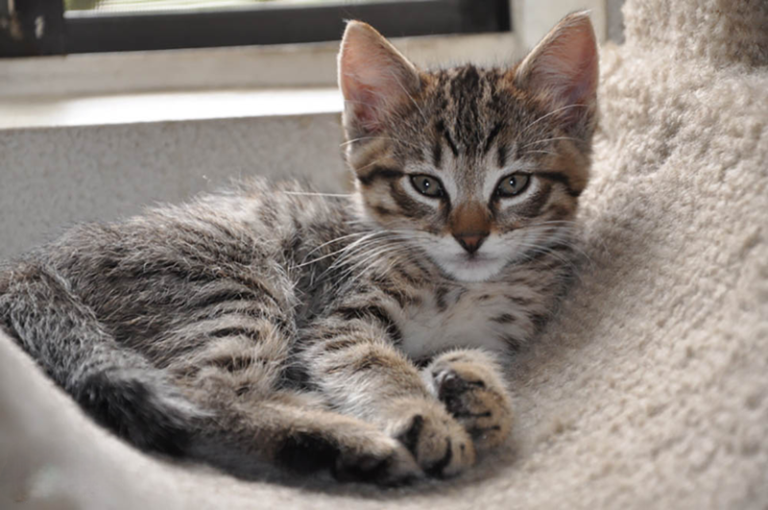 British Ticked Tabby Kiten Laying Down