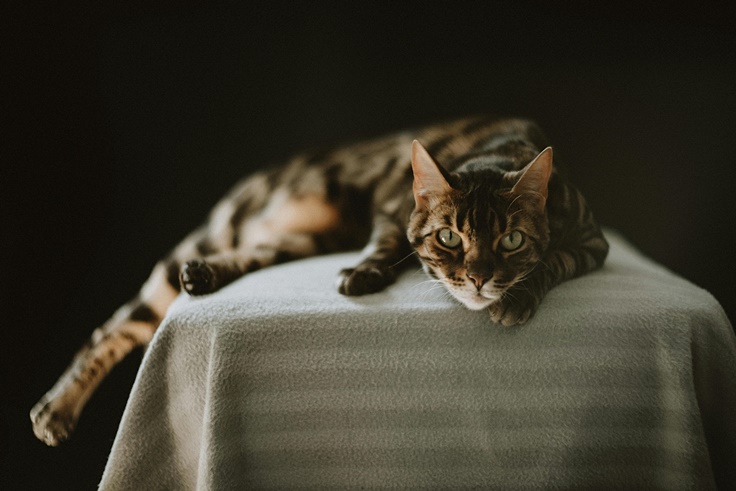 Cat Laying Staring At The Camera