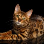 Cheetoh Cats: What Owners Must Know