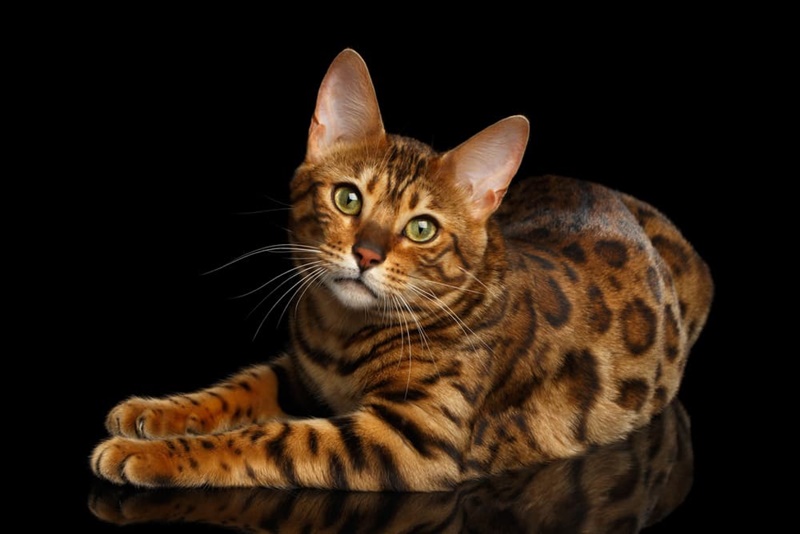 Read more about the article Cheetoh Cats: What Owners Must Know