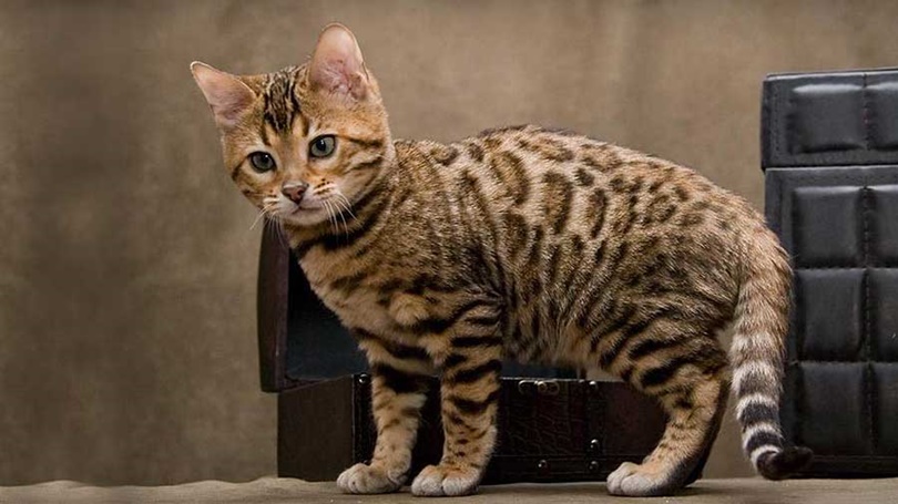 Cheetoh Kitten Standing On A Table