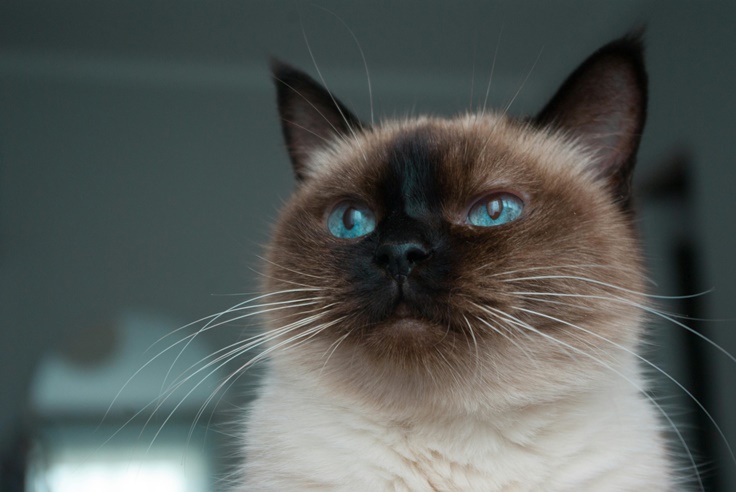 Thai Lilac Cat Staring Upwards