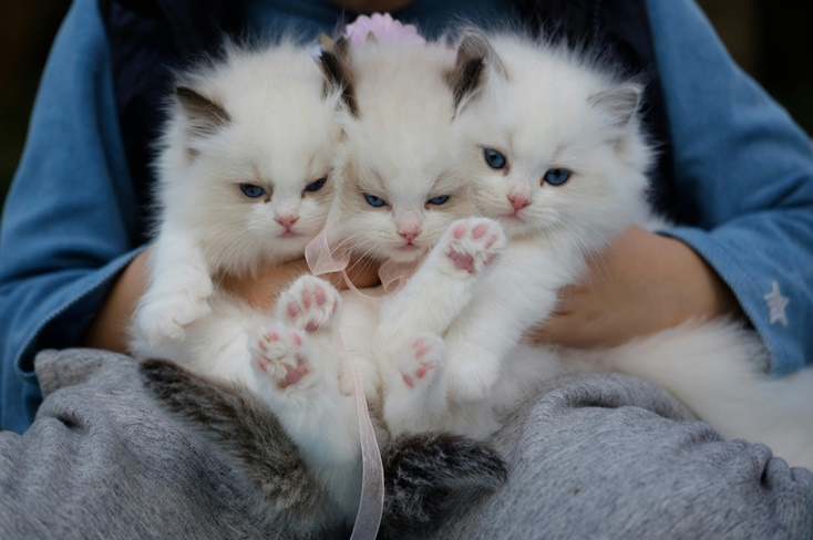 Three Kittens Held By A Person