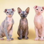 Cat Breed Selection: What You Need to Know Before You Choose Your Ukrainian Levkoy