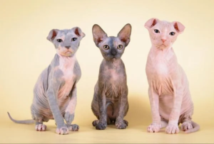 Read more about the article Cat Breed Selection: What You Need to Know Before You Choose Your Ukrainian Levkoy