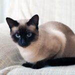 Colorpoint Shorthair Cat: Complete Breed Guide (2025)