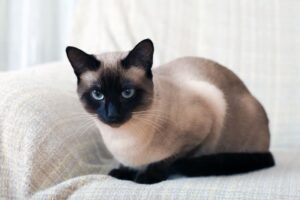 Read more about the article Colorpoint Shorthair Cat: Complete Breed Guide (2025)