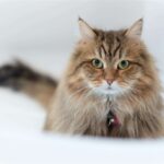 Cymric Cat: Charm, History, and Elegance Unveiled