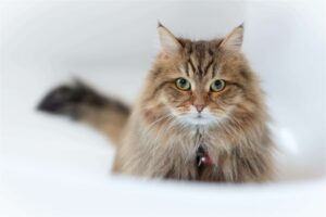 Read more about the article Cymric Cat: Charm, History, and Elegance Unveiled