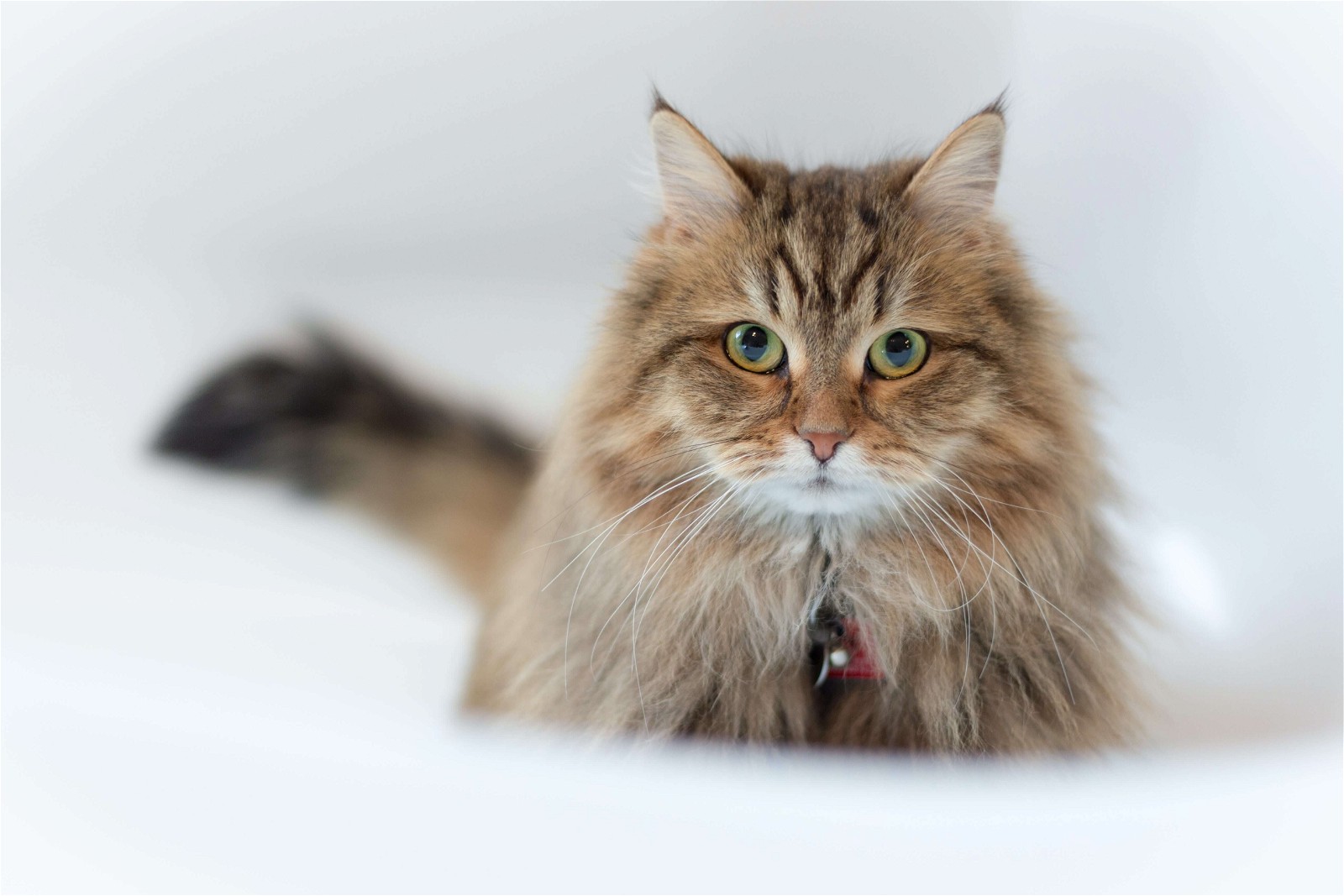 You are currently viewing Cymric Cat: Charm, History, and Elegance Unveiled