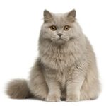 The British Longhair Cat: A Complete Guide for New Owners