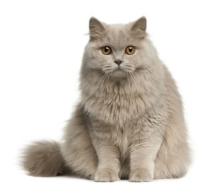 Read more about the article The British Longhair Cat: A Complete Guide for New Owners